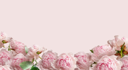 Pink peonies isolated on pastel background. Floral banner, cover header with copy space.