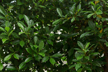Obraz premium water dew drop on green leaf nature