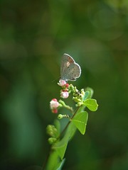 Isolated female blue butterfly on a flower
