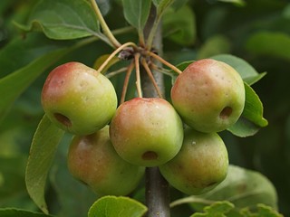 Ornamental apples hanging on an apple tree