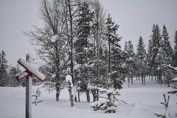 winter in the forest