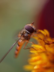 Closeup of a wasp on a yellow flower