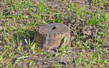 stump in the forest