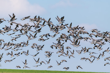 Gänsespektakel auf der Insel Neuwerk