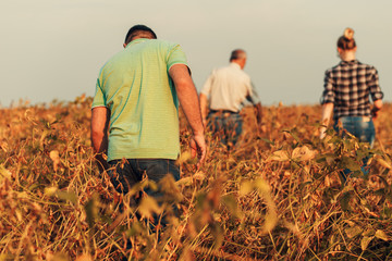 Farmers standing in a field examining soybean crop before harvesting during sunset.