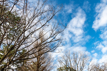 都市公園の欅の古木