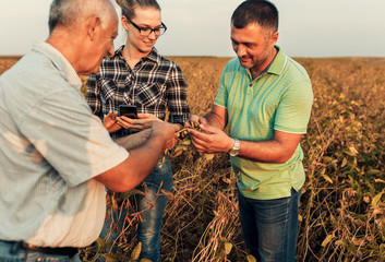 Farmers standing in a field examining soybean crop before harvesting during sunset.