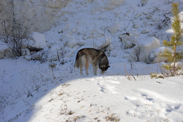 Fototapeta premium Wolf in the snow in the mountains. Wolf in the wild in winter. Winter landscape