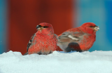two bright red birds male squint sitting on white snow in the winter Park
