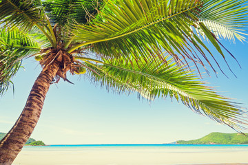Coconut tree on the beach with blue sky.