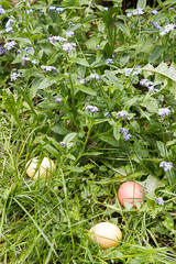 three easter eggs hidden in flower garden near forget-me-not
