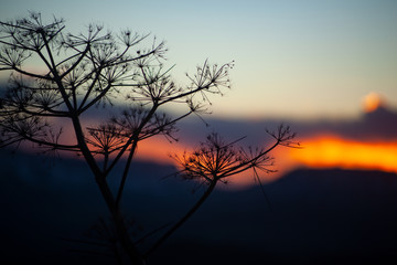 Silhouette of florence fennel at sunset