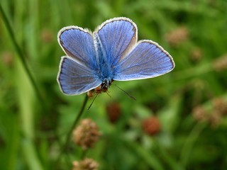 Beautiful Adonis butterfly in bright blue on green grass