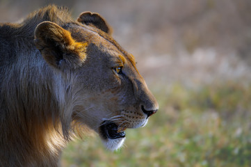 Löwen Porträt