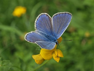 Beautiful Adonis butterfly in bright blue on green grass