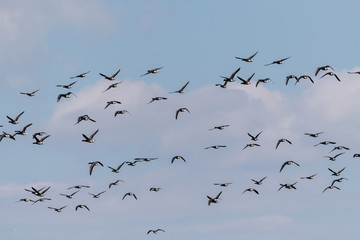 Gänsespektakel auf der Insel Neuwerk