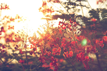 Red flower and sun light are backgroud.
