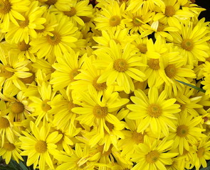 Beautiful blooming yellow chrysanthemum flowers background. top view