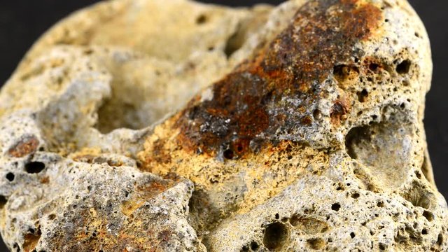 Bryozoa on Baltic limestone on turn table