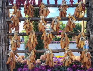 Corns or maizes hanging on  wall as decoration in the garden.