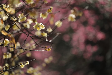 梅の花