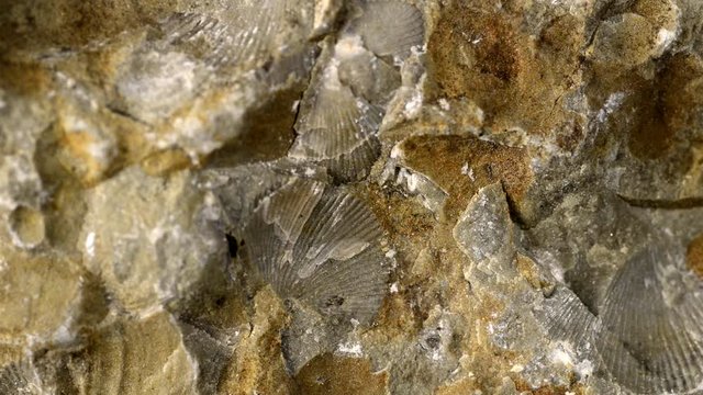Brachiopoda fossils on Baltic limestone on turn table