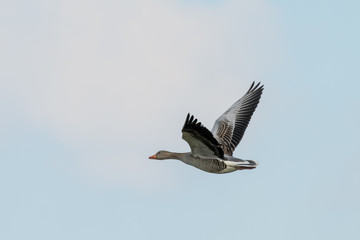 Obraz premium Flugstudie einer Graugans über der Insel Neuwerk