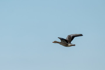 Flugstudie einer Graugans über der Insel Neuwerk