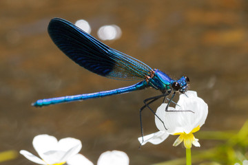 damselfly perched on a branch