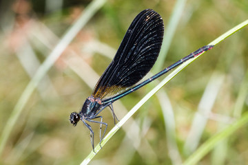 damselfly perched on a branch