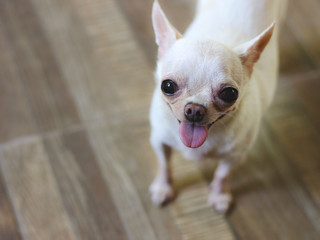 White short hair chihuahua dog standing on tiled floor looking up to camera