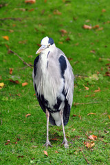 Regent's Park, London, England