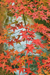 京都 北野天満宮 御土居 もみじ苑の美しい赤い紅葉（日本京都府京都市）Kyoto Kitano Tenmangu Shrine, Odoi, Beautiful red autumn leaves of Momijien (Kyoto City, Kyoto Prefecture)	