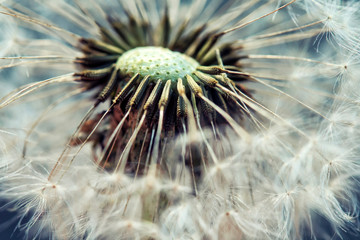 beautiful natural with delicate dandelion flower with white fluffy and light seeds in summer garden