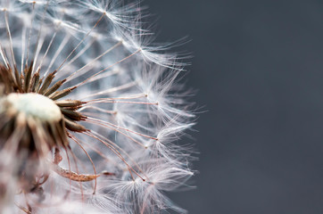 Fototapeta premium beautiful natural cut delicate dandelion flower with white fluffy and light seeds on grey background
