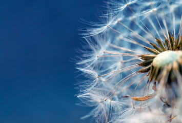 beautiful natural cut delicate dandelion flower with white fluffy and light seeds on blue background