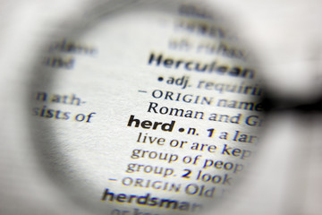 The word or phrase Herd in a dictionary.