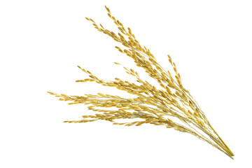 Ear of sticky paddy rice at white background