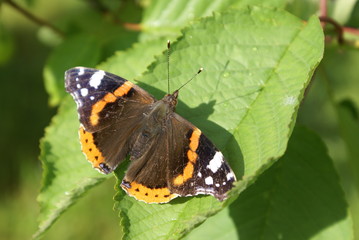 Admiral, Schmetterling,Vanessa altalanta