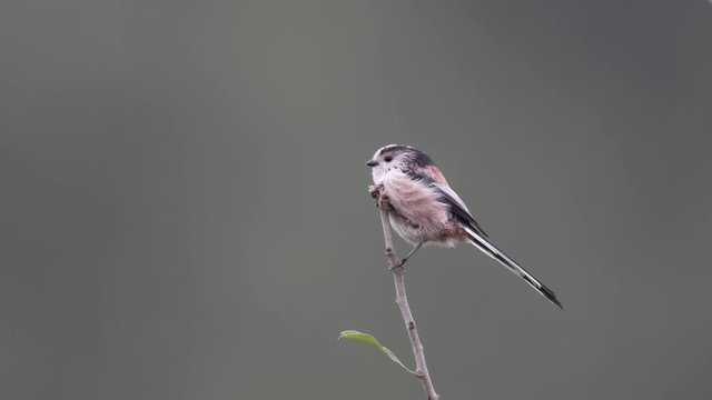 Long tailed tit