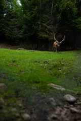 Fototapeta na wymiar Deer stag in autumn forest