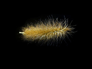 reed isolated on black background