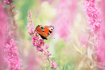 Lush flowering of pink flowers and butterfly peacock eye in a summer meadow.
