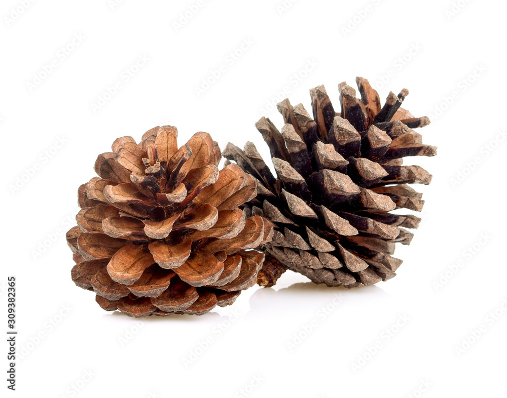 Wall mural brown pine cone isolated on white background christmas decoration