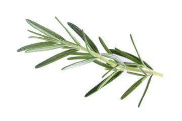 Fototapeta premium Rosemary isolated on white background