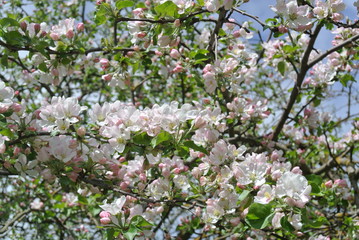 spring landscape with blossoming apple branches in white and pink 