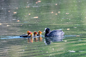 Blässhuhn (Fulica atra) mit Jungen Küken