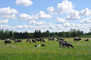 rural landscape with a herd of black and white cows