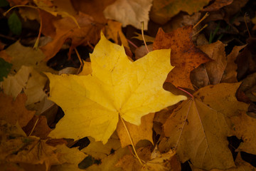 autumn leaves background