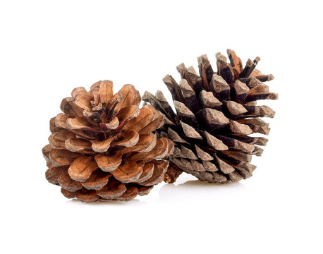 Brown pine cone isolated on white background christmas decoration